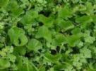 Centella Asiatica Extract